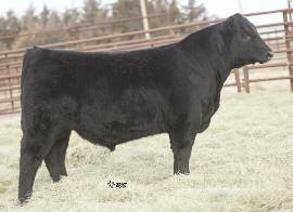 Our Best Angus Bulls Ever Powerful Sons of SAV Pioneer!