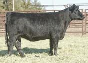 Closing Bell x Lot 201 MISS GREEN VALLEY 621S AMAA COW 367493 37.