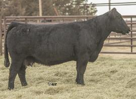 MISS GREEN VALLEY 4115P AMAA COW 381129 50.