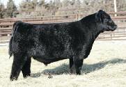 - Reference Sires to Bred Females - GVC TWITTER Y18 AMAA BULL 422376 75.
