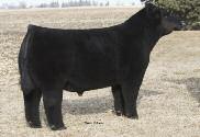 BW 92 Adj WW 712 3GHS, 3GHB - e top seller of our 2012 sale to Andelin Livestock, MO - Fantastic performance and power in a Special Delivery son UNSTOPPABLE 727X AMAA BULL 415419 50.