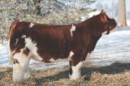 2 - Half-blood Maine by Monopoly and the sire of several top calves - Increases depth of body and ruggedness MAN AMONG BOYS AMAA BULL 427197 25.