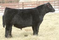 A Special Selection of Heavy-Bred, Core Producers! Basic Instinct x Lot 300 MISS GREEN VALLEY 751T AMAA COW 381380 75.