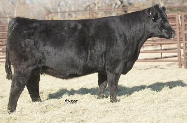 Lot 306 MISS GREEN VALLEY 635S AMAA COW 367229 50.