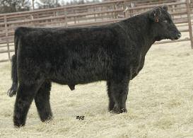 0 Act BW 89 Due to calve April 7 to HFM First Impression 3GHB, 3GHS e dam of two top, young females at Green Valley, this massive and versatile Noble Man daughter is sound and stoutly constructed
