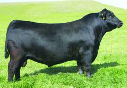30-7 Sons Sell om His First Crop plus his AI and Natural Service - e $51,000-valued top seller of our 2011 spring sale to Luddington, OK, & Main Stream, VA - Top 15% or better in every major