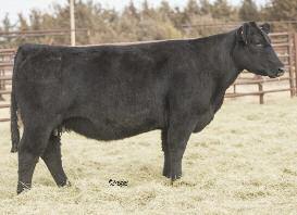 Lot 320 MISS GREEN VALLEY 896U AMAA COW 392655 37.