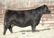 Big Picture Sire Sale & Fall Herd Dispersal