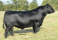 - GVC Big Picture Reference Sires - CONNEALY FINAL PRODUCT AAA BULL 15848422 G A R RETAIL PRODUCT CONNEALY PRODUCT 568 PRIDE FINE OF CONANGA 566 CONNEALY DEEP CANYON 454 EBONISTA OF CONANGA 471