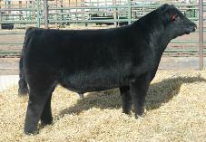 41-4 Sons Sell - Top 2% Weaning & yearling growth - Top 3% $W and Top 2% $F - e sire of our top Angus bull in 2012 HFM FIRST IMPRESSION AMAA BULL 400591 37.