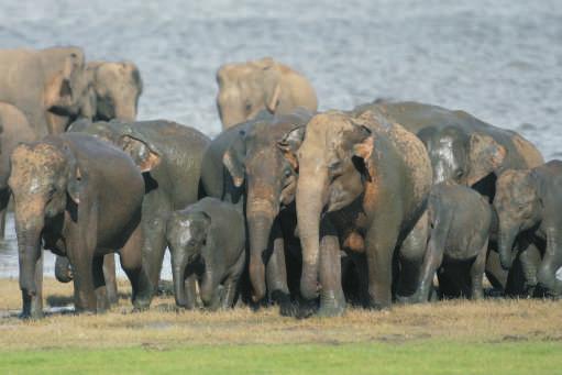 Itinerary Peaking in August and September, The Gathering of Elephants is the highest concentration of wild Asian Elephants.