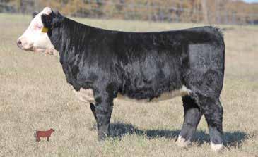 HEIFERS - UNDER 18 MONTHS OFFERING CHOICE 71 ONLY ONE SELLS! 517 564 ILR LADY SMILES 517 ET 2/24/2015 20150075 89.