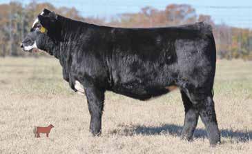 HEIFERS - UNDER 18 MONTHS OFFERING CHOICE BOTH LOTS SELL!