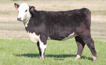 These two F1's are solid all across with tremendous depth of rib and flank and will combine calving ease with growth and carcass while still being highly maternal.