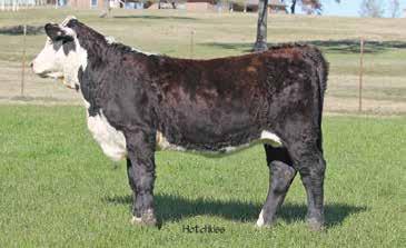 Churchill sired with F1 dam. 75% works with all breeds, but highly improves your black Hereford herd. C249 80 TRIPLE L A302 TRIPLE L 0026 TRIPLE L C249 3/22/2015 20150118 62.