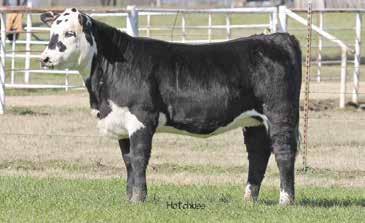 4 48 74 18 42 Consigned by Triple L Ranch. Total outcross future donor. Keynote always adds length and depth, but look at the rear end on this heifer. She should stay in our herd.
