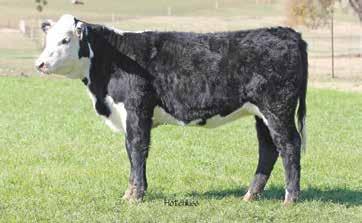0 51 77 19 45 Consigned by 10 Band Ranch. A fancy cool fronted female. s of internal dimension with adequate muscling throughout. She will excel in the show ring and make an excellent brood cow.