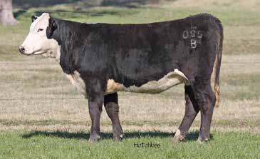 DOMINETTE 5044 WR ABIGALE DJB ALEX 3008 WR AMBER K303 541 717 0.9 53 79 14 41 Consigned by 3-H Ranch. Bred to Curve Bender's son we call 3H. 101 TRIPLE L C516 10/22/2014 20140431 81.