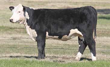 Her sire is a big beefy Hereford bull, and dam is outcross Black Hereford. 75% works with any breeding.