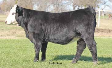 HL MISS BASIC 150M HL RED LADY 511 ADJ 205 ADJ 365 WW 50 548-2.4 45 71 21 44 Consigned by Triple L Ranch. Beautiful. Built right. Total package.