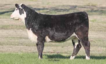 7 47 77 22 46 Consigned by Triple L Ranch. She will show again the best and bring a banner home. She glides when she travels and will be a donor. Kansas heifer at her best.