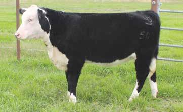 This halter broke, purebred, Triple L 101ET daughter and is ready to hit the show ring and then be bred to a bull of your choice. She sells open.