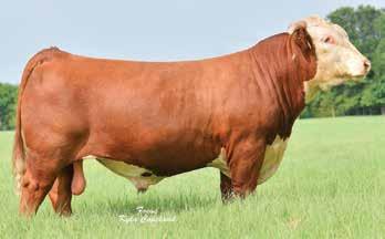 stock for Black Herefords that are free of any J&N