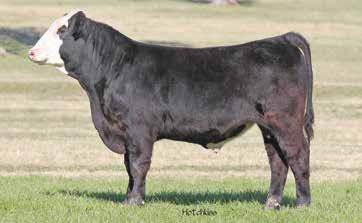 Great Hereford sire out of an Angus donor cow. Perfect package length, depth, thickness with good pigment. 2 3 LC WASTIN TIME 1410 9/19/2014 20140429 91.