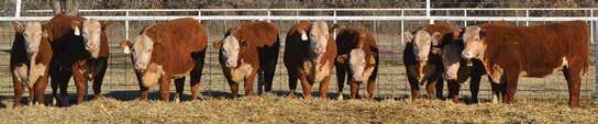 Herefords Cattle for Sale by