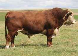Bar Z Ranch REGISTERED BLACK HEREFORD CATTLE The best of the past and present to