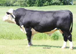 our new Herd Sire WS King Ten 4210 Top Quality Genetics Traditional Hereford Type
