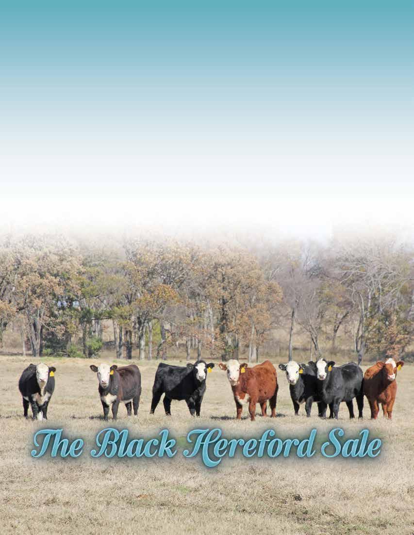THE BLACK HEREFORD SALE C/O BOBBY LIDE 714 FM 1366 MEXIA, TX 76667 PRESORTED FIRST CLASS US