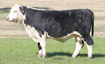 6 39 66 19 39 Consigned by Triple L Ranch. Happy Acre Hereford breeding on the dams side. Very low to make you a heifer bull. When you see HA in the breeding they have to be good.