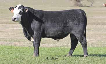 5 58 86 19 48 Consigned by Triple L Ranch. Homozygous Kansas son from a good GG cow. 722 actual weaning weight and all other EPD s to match. Thick, deep length, and lots of bone.