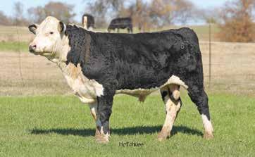 POWERHOUSE 7246 78 554 0.3 43 72 24 46 Consigned by Triple L Ranch. 6449 son. Low. Good heifer bull and homozygous. Take a good look at this bull. B519 20 TRIPLE L B519 10/22/2014 20140476 81.