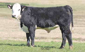 B68 WR AMBER K303 DJB ABBIE 407 ADJ 205 ADJ 365 WW 91 1.6 46 69 13 36 Consigned by Triple L Ranch. Breeding like you will never see again. Will work on any breed you put him with.