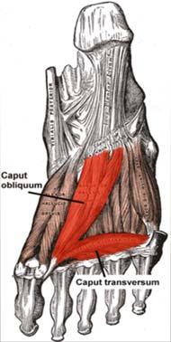Stability of the Foot Adductor Hallucis Flexor Digiti