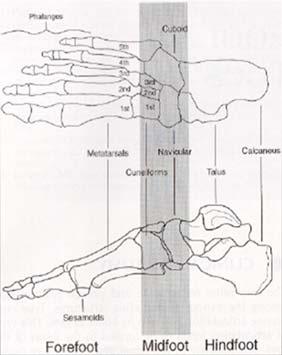 Stability of the Foot Regions of the Foot Rearfoot Calcaneus