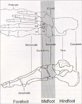 Metatarsals Phalanges Sesmoids Within these three regions are