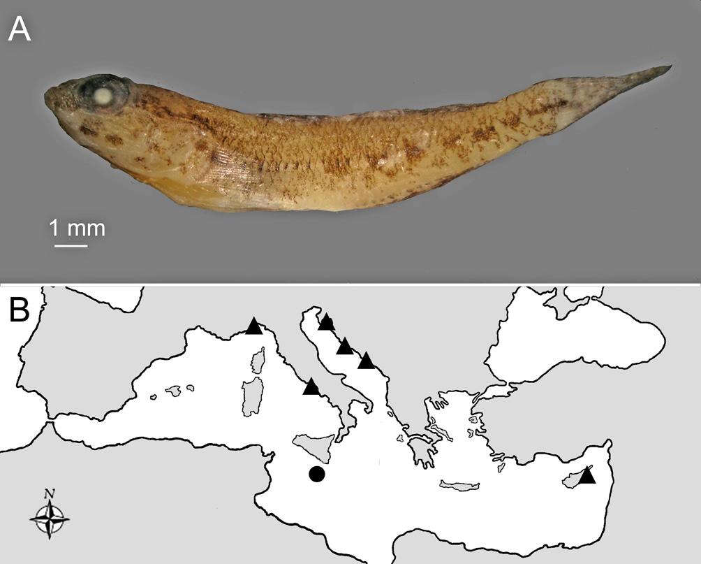 Kovačić et al. Smallest known juveniles of two gobiid species Figure 2. - Gobius couchi. A: Preserved specimen, PMR VP2884, juvenile of unidentified sex, 18.2 + 4.2 mm, Tigné E, Malta.