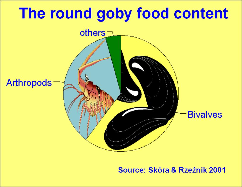 Round goby features Main zone of occurence Prefered type of bottom Size Life span Period of spawn Multi spawners Nests building and defense Nests substrate Pelagic forms in life Occupied waters Range