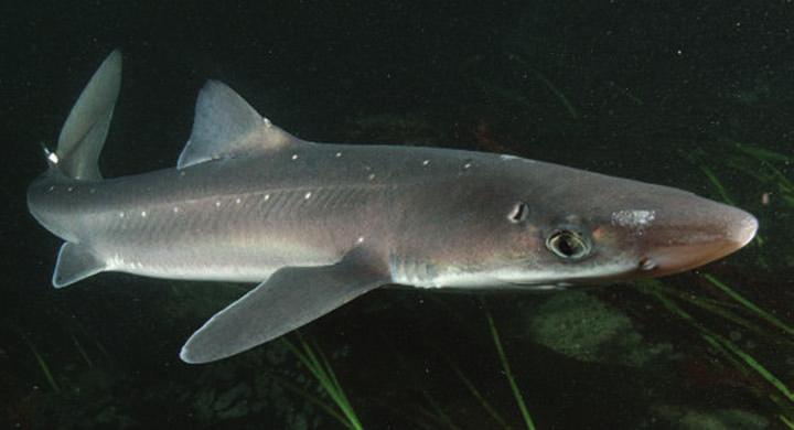 Andy Murch / Elasmodiver Spiny dogfish Proposal 16 Spiny dogfish (Squalus acanthias) Germany (on behalf of the EU Member States) has proposed the inclusion of spiny dogfish Squalus acanthias in