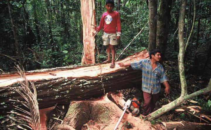 Cedrela spp. While some national laws and regulations exist to control illegal logging and trade, available data indicate these have thus far been insufficient to prevent declines.