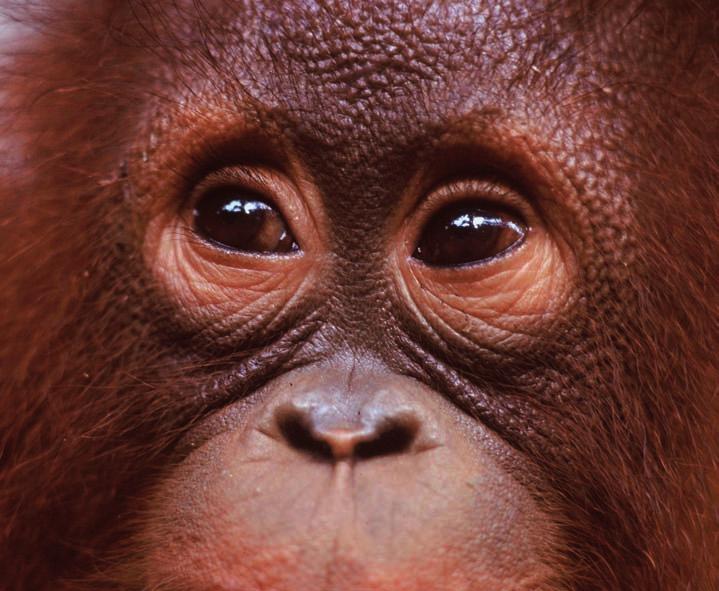WWF-Canon / Alain COMPOST Great apes The illegal trade in orangutans is an immediate and critical threat to the continued existence of the species in Indonesia.