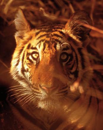tigers each, and they are part of a group which has petitioned the government of China to permit domestic trade in captive-bred tiger parts and derivatives.