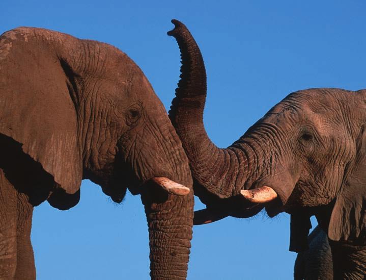 WWF-Canon / Martin HARVEY African elephant PROPOSAL 4 African Elephant Proponents: Botswana and Namibia Maintenance of the populations of Botswana, Namibia, South Africa and Zimbabwe in Appendix II,