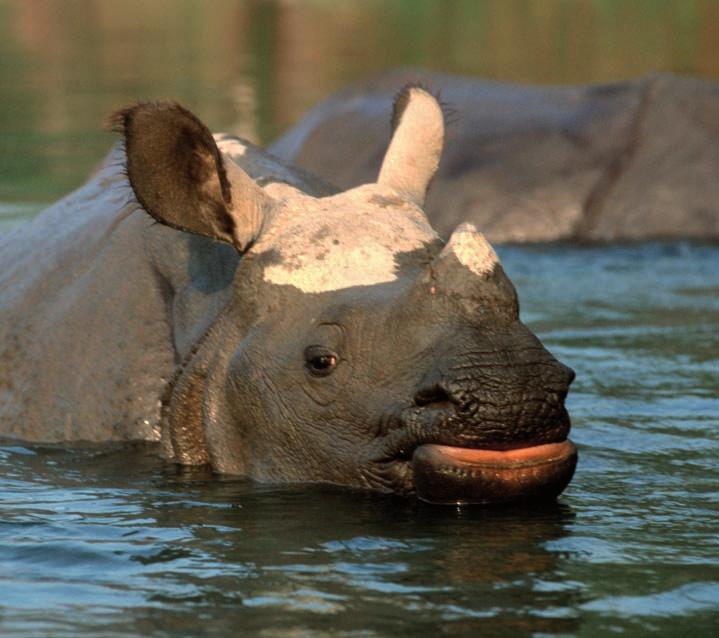 Rhinoceros WWF-Canon / Michel GUNTHER Agenda item 54 Rhinoceros The Secretariat s Document 54 Rhinoceros recommends several draft decisions to be adopted by the CoP to address threats posed by