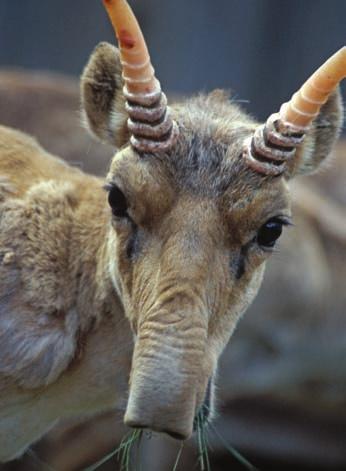 the adoption of the CoP13 Decisions the ratification of the Memorandum of Understanding (MoU) concerning Conservation, Restoration and Sustainable Use of the Saiga Antelope (under the auspices of the