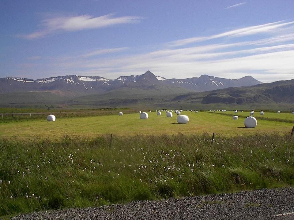 AGRICULTURE IN ICELAND A GRASSLAND BASED PRODUCTION