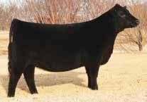 $14,375, a flush selling to Stehr Land and Cattle for $7,000 and embryos selling for $1300 and $1000 each to Bruce Kiesewetter, K2K Angus and Traci Coltrane respectively.